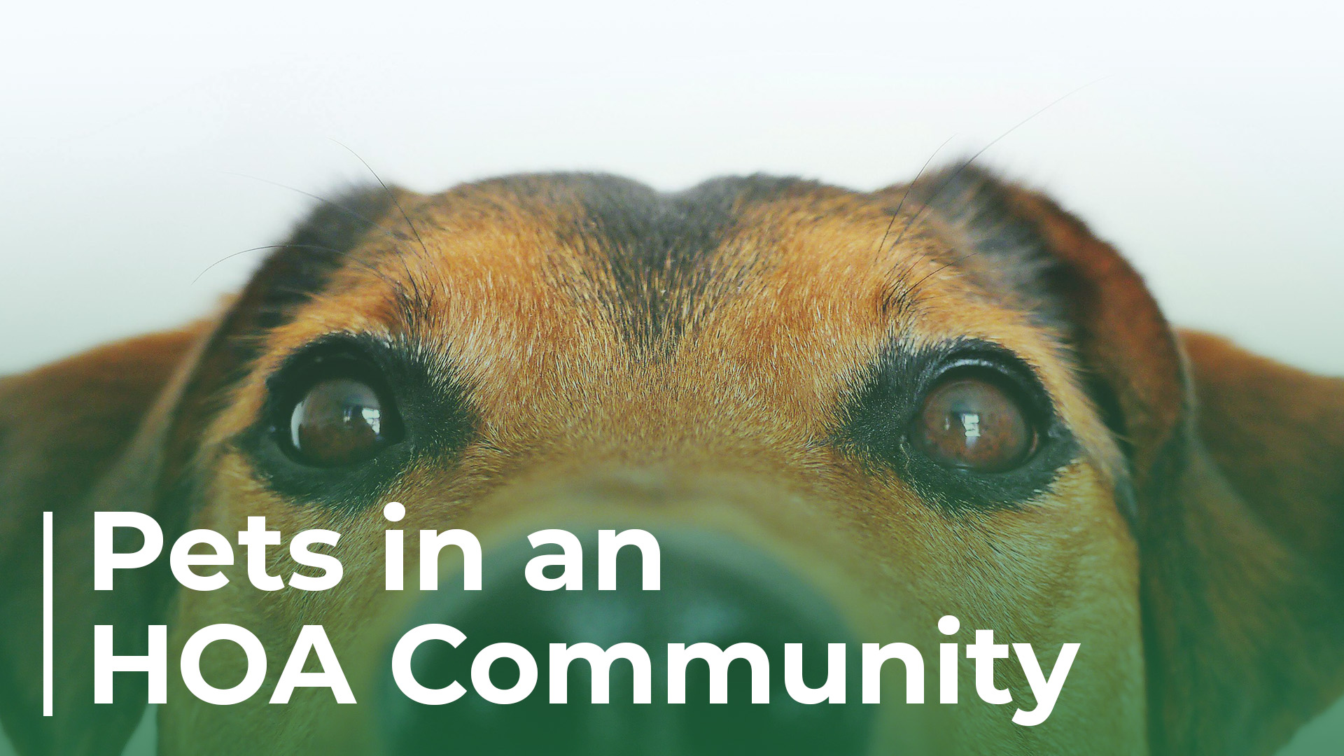 "Pets in an HOA Community" text with close-up of dog's eyes